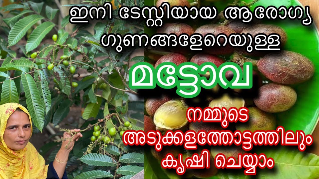 മട്ടോവ ഇനി നമ്മുടെ അടുക്കളത്തോട്ടത്തിലും കൃഷി ചെയ്യാം | Matoa Fruit Malayalam | മാറ്റോവ ഫ്രൂട്ട്