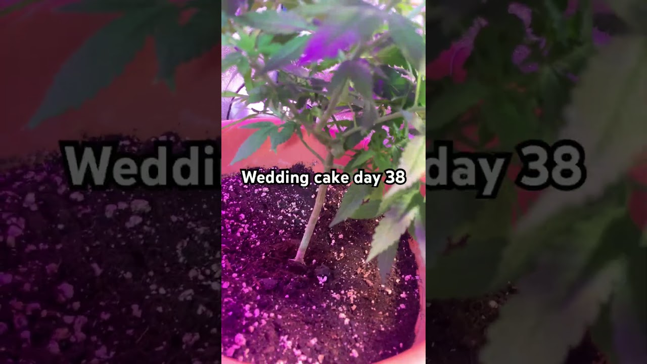 Wedding cake royal Queen seeds day 38 Lemon muffin fast by fastbuds day 46 indoor grow 🥦