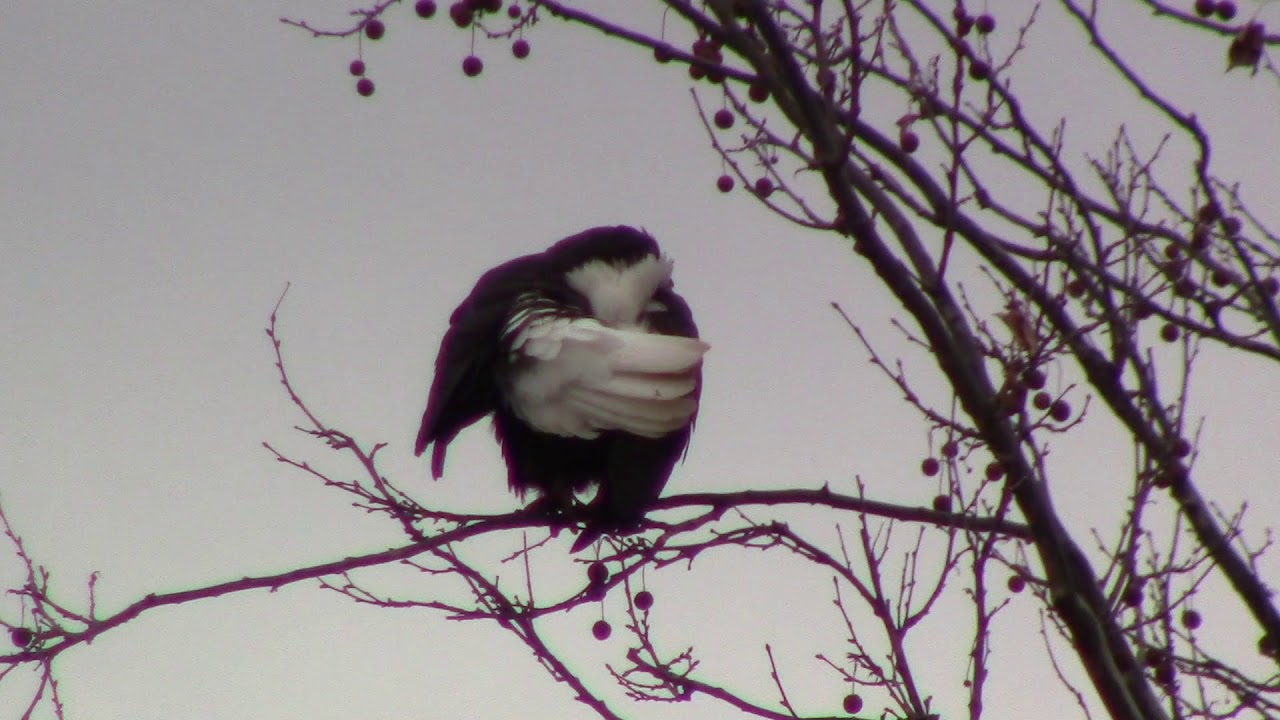 Eagle in Lebanon, VA