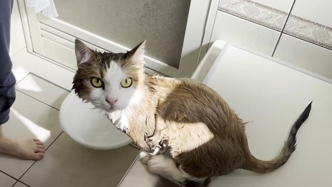 擦れた鳴き声で静かに何かを訴える猫