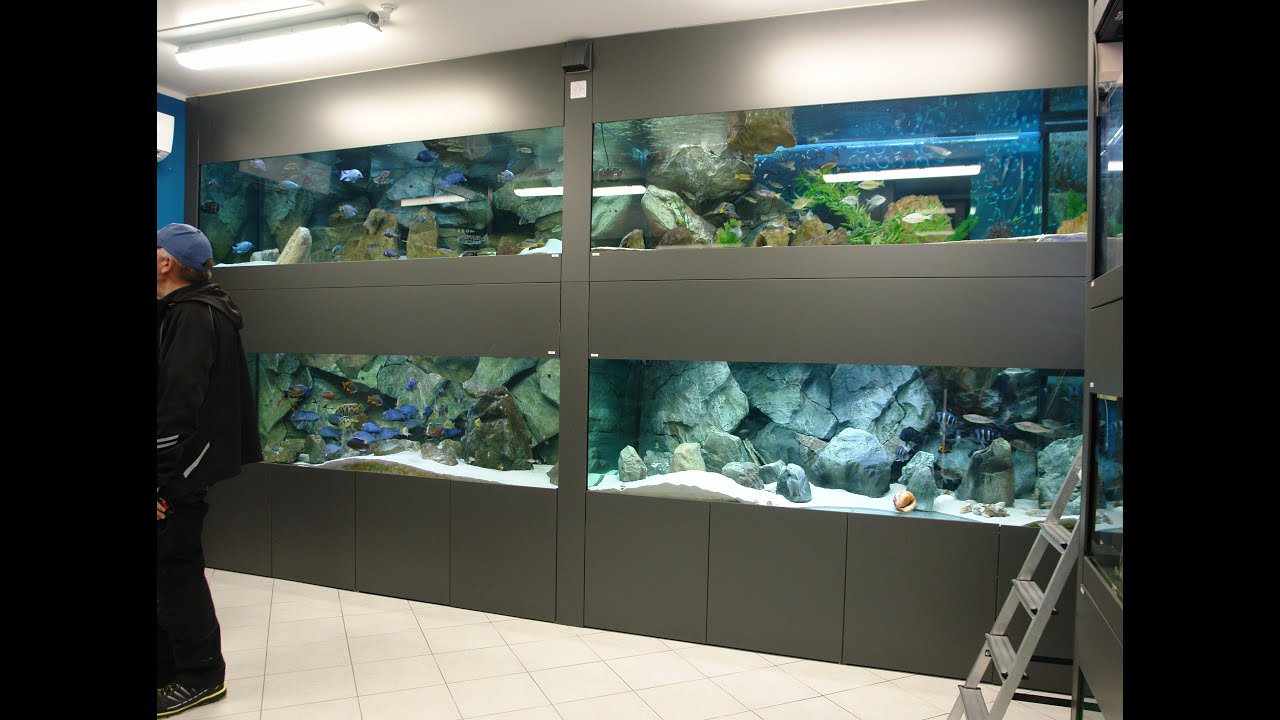 Akwarium 6500 litrów w wykonaniu Argus Aquarium Design&Garden +48 695 807 066