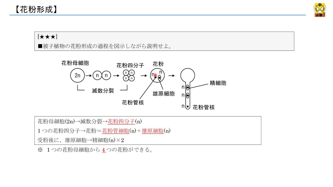 花粉形成 【高校生物】