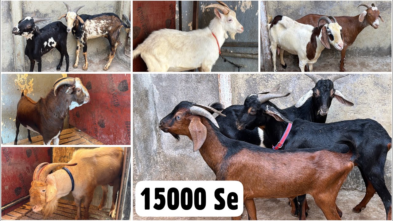 Indian Alpine (15000 Se), Saanen, Barbari & Kashmiri Bakre at Al Quresh Goats, Jogeshwari West