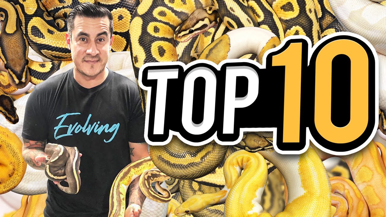 WoW! Look At These Epic Snakes! Unreal!