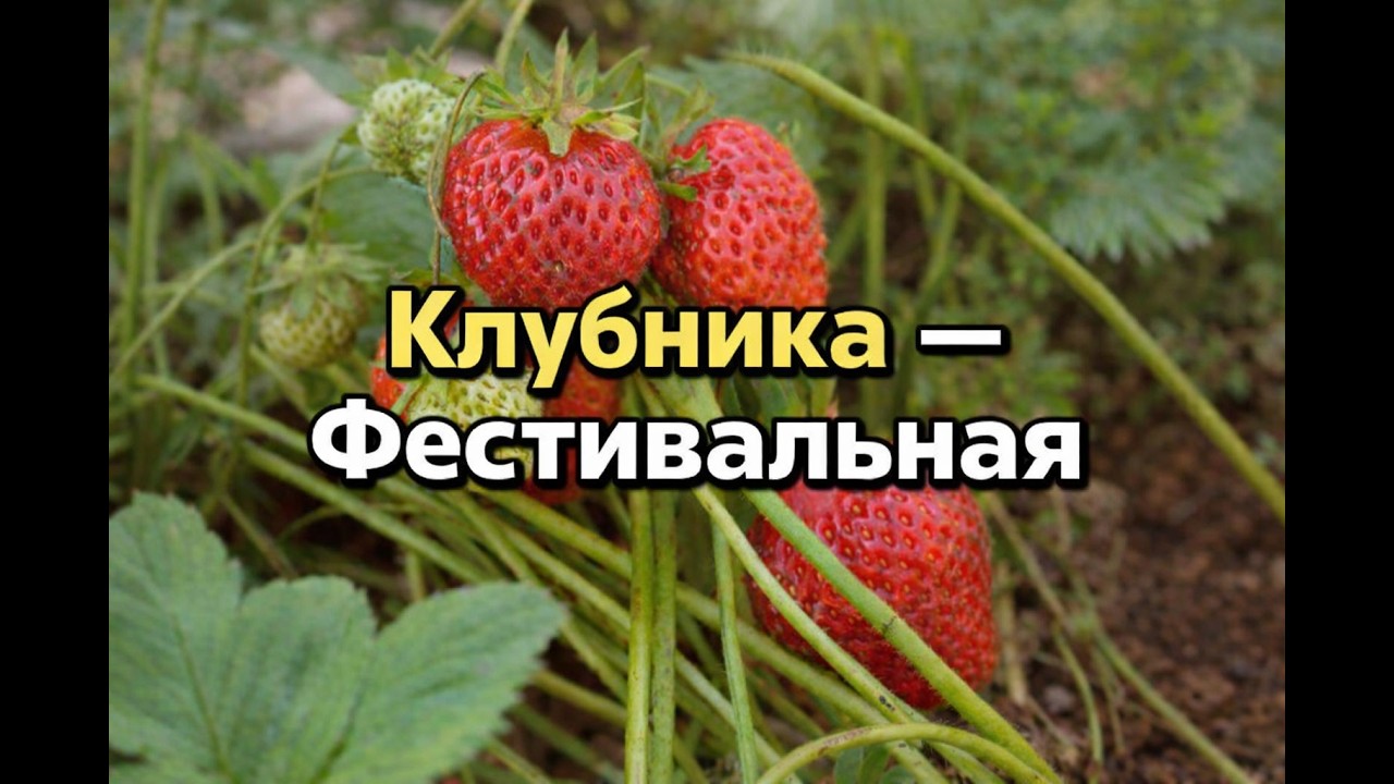 Клубника Фестивальная — большой урожай в вашем огороде