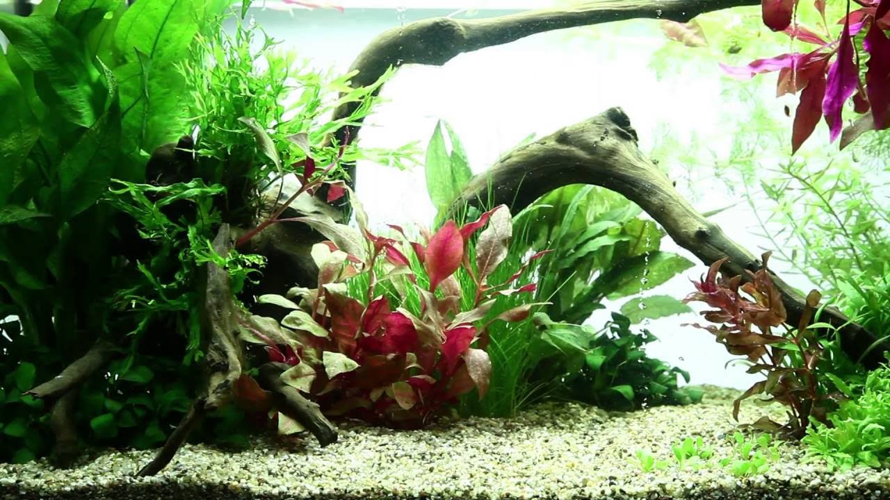 Scissors (Tropica S-förmige Pflanzenschere)