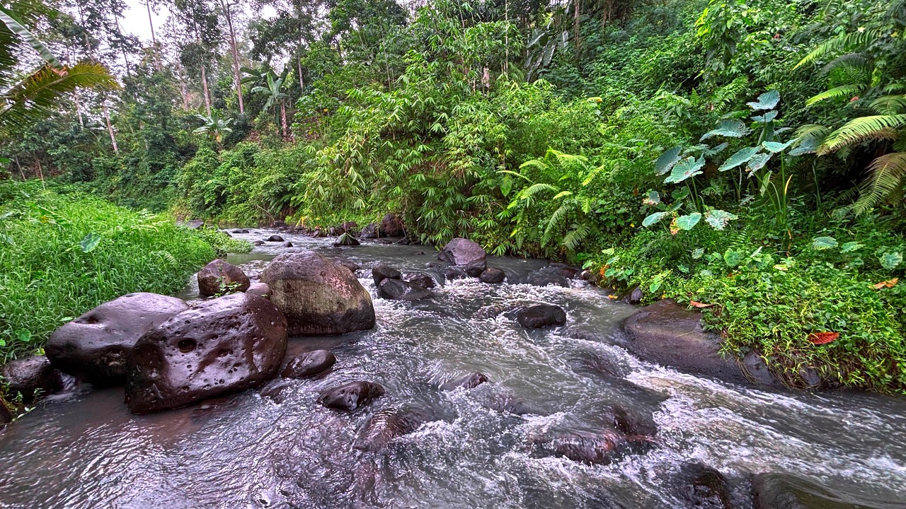Goodbye Stress & Beat Insomnia with Heavy Water Sounds from Wild River Flowing Through Lush Forest