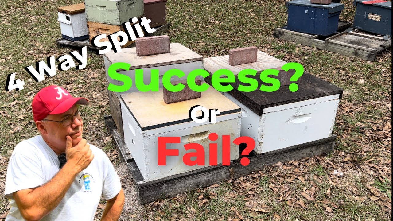 🤔I turned 1 Beehive into 4: DID IT WORK?