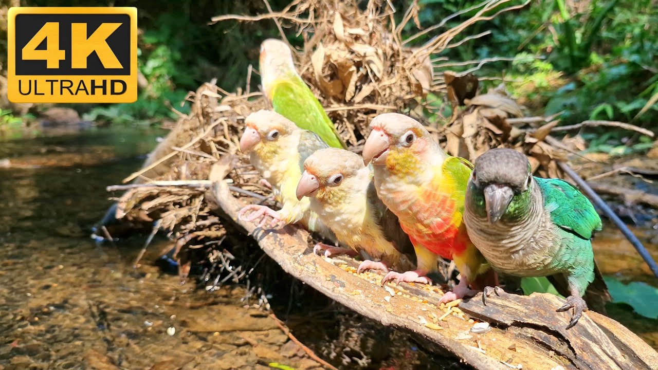 When conure parrot watches this video, it will calm down. Beautiful conure parrot in nature.