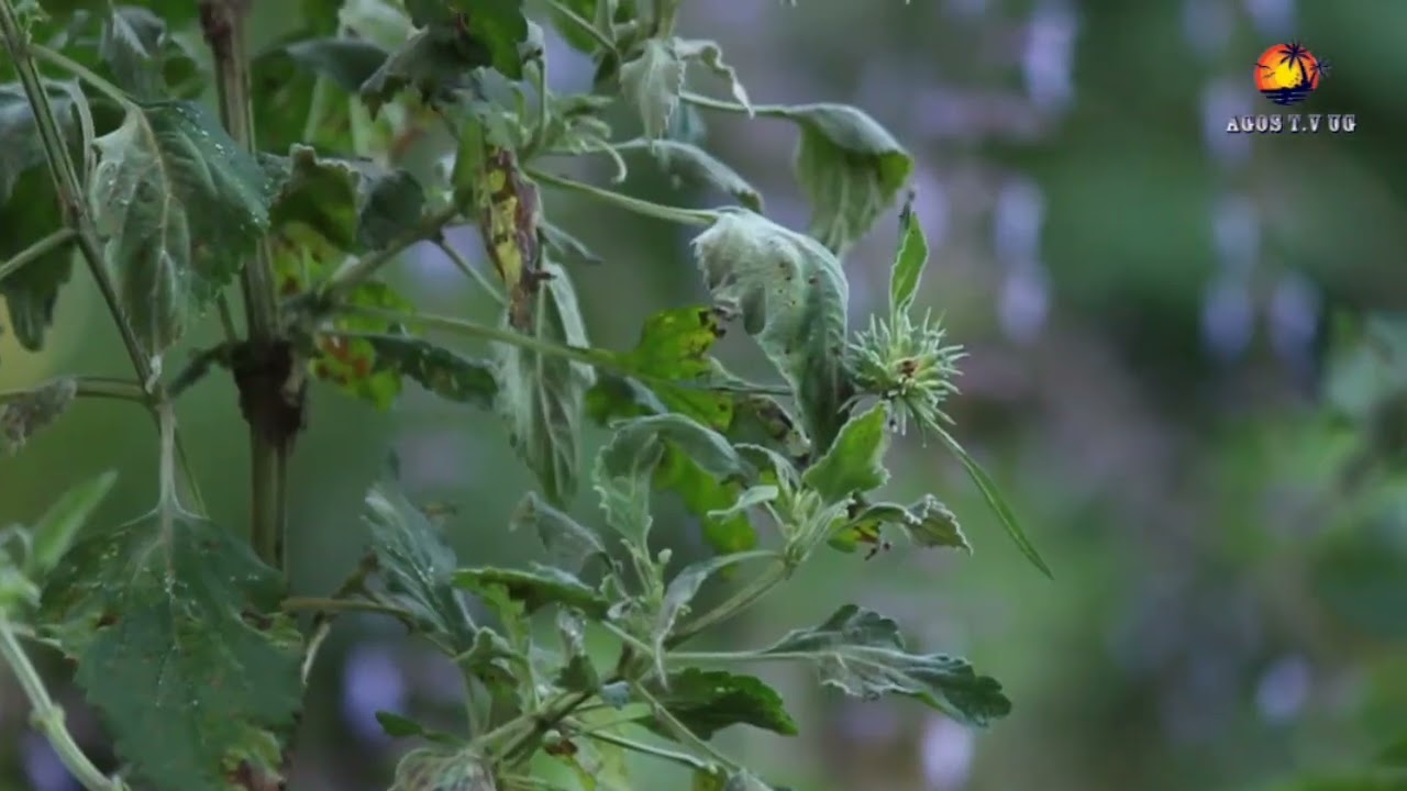 Know about Uganda's plants,their botanical names & medical uses(amust see)#ugandatourism #ugconnect