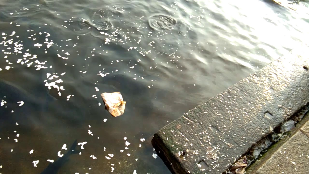 Sringeri sharada Devi temple river fish