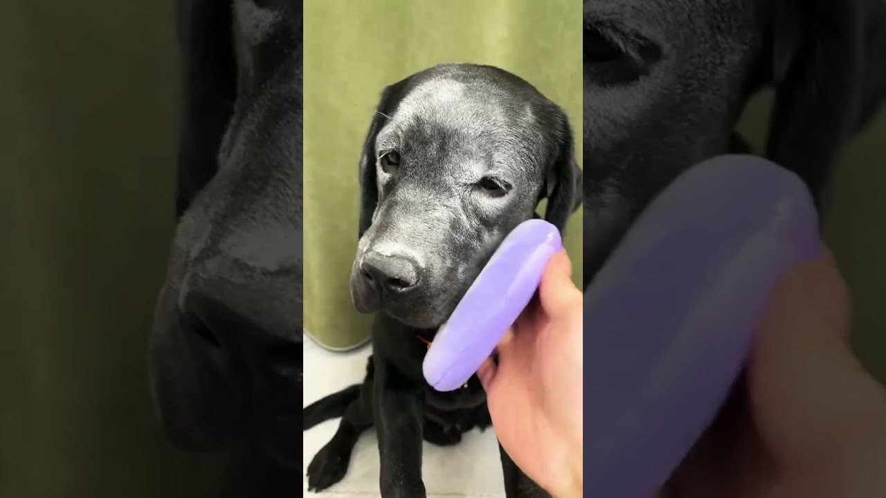 Smart dog's doing Make up of them | #petshorts #pets #sweetpets #kitten #funny #funnyanimal #pet