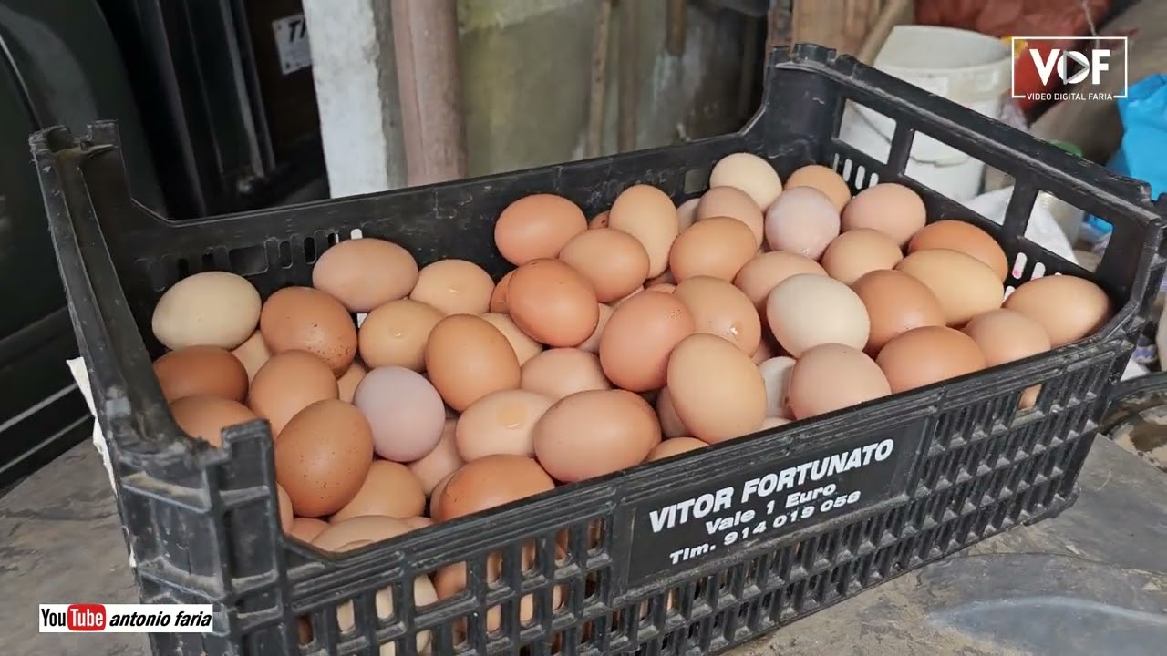 Vamos a quinta do Laranjo nos Biscoitos Ilha Terceira Açores