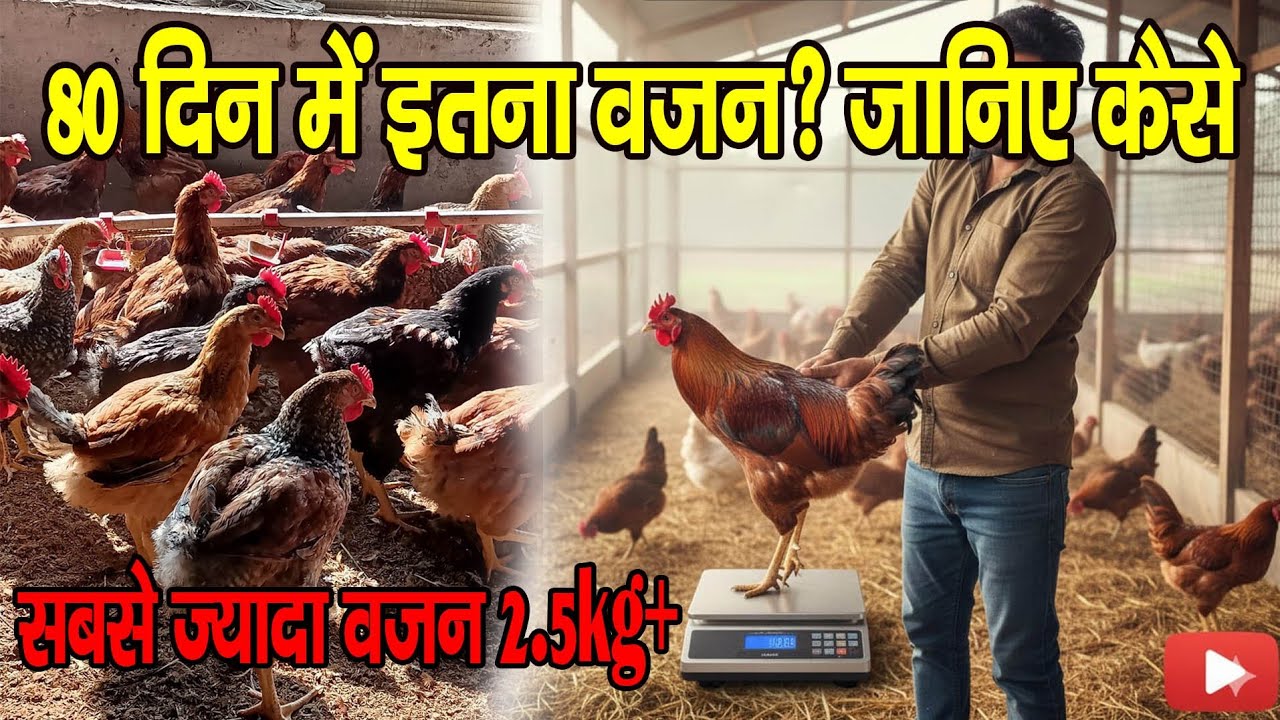 आज हुआ देसी मुर्गों का वजन: रिजल्ट आपके सामने! #chicken #farming #villagedesipoultry #desipoultry 