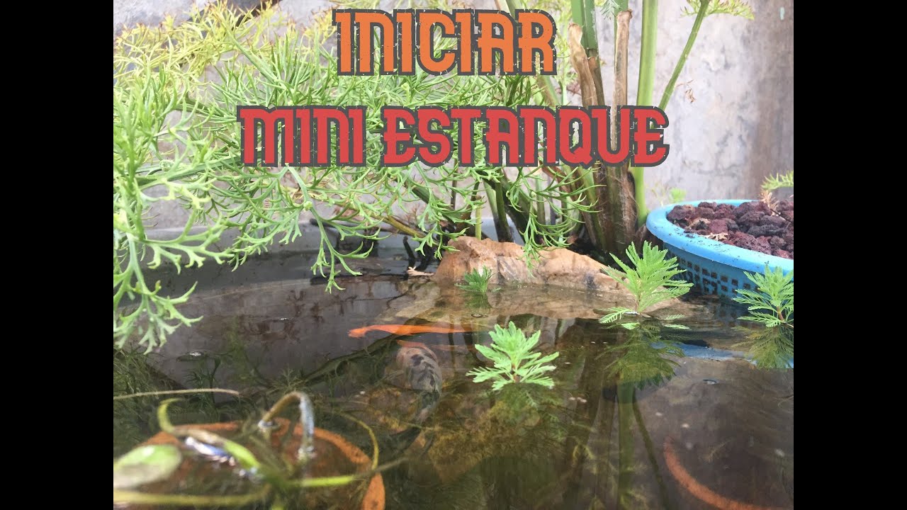 INICIAR UN MINI ESTANQUE