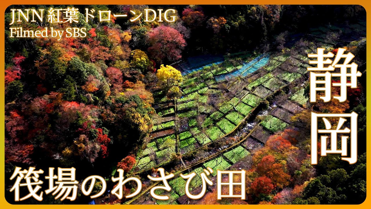 わさび田と紅葉の絶景　筏場（いかだば）のわさび田【JNN紅葉ドローンDIG】｜TBS NEWS DIG