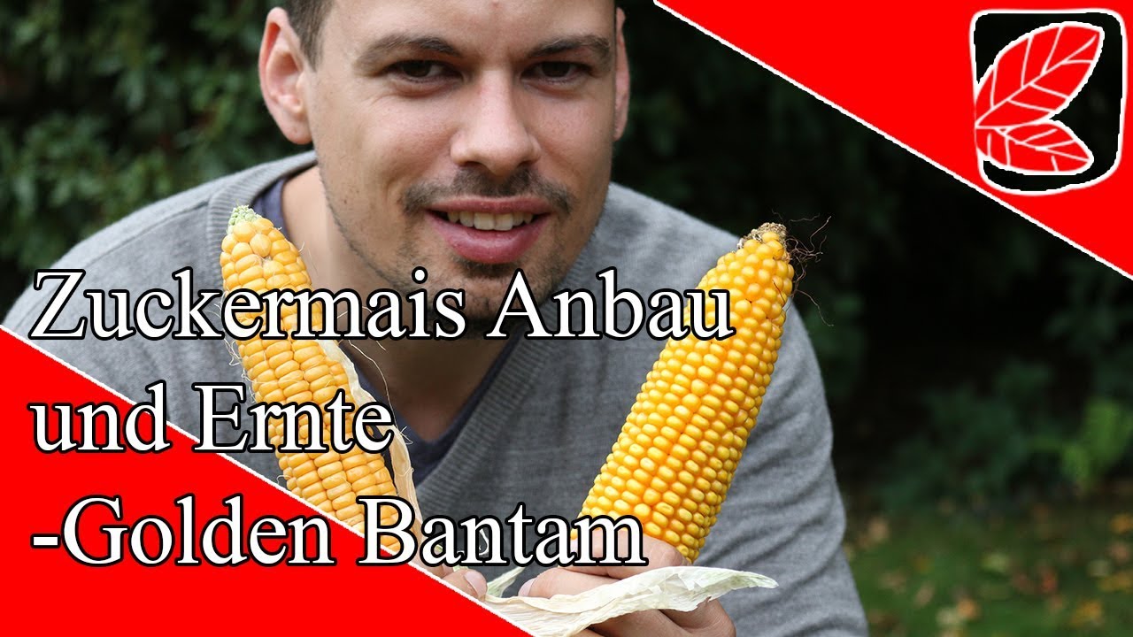 Tipps - Zuckermais Anbauen und Ernten - Golden Bantam Mais