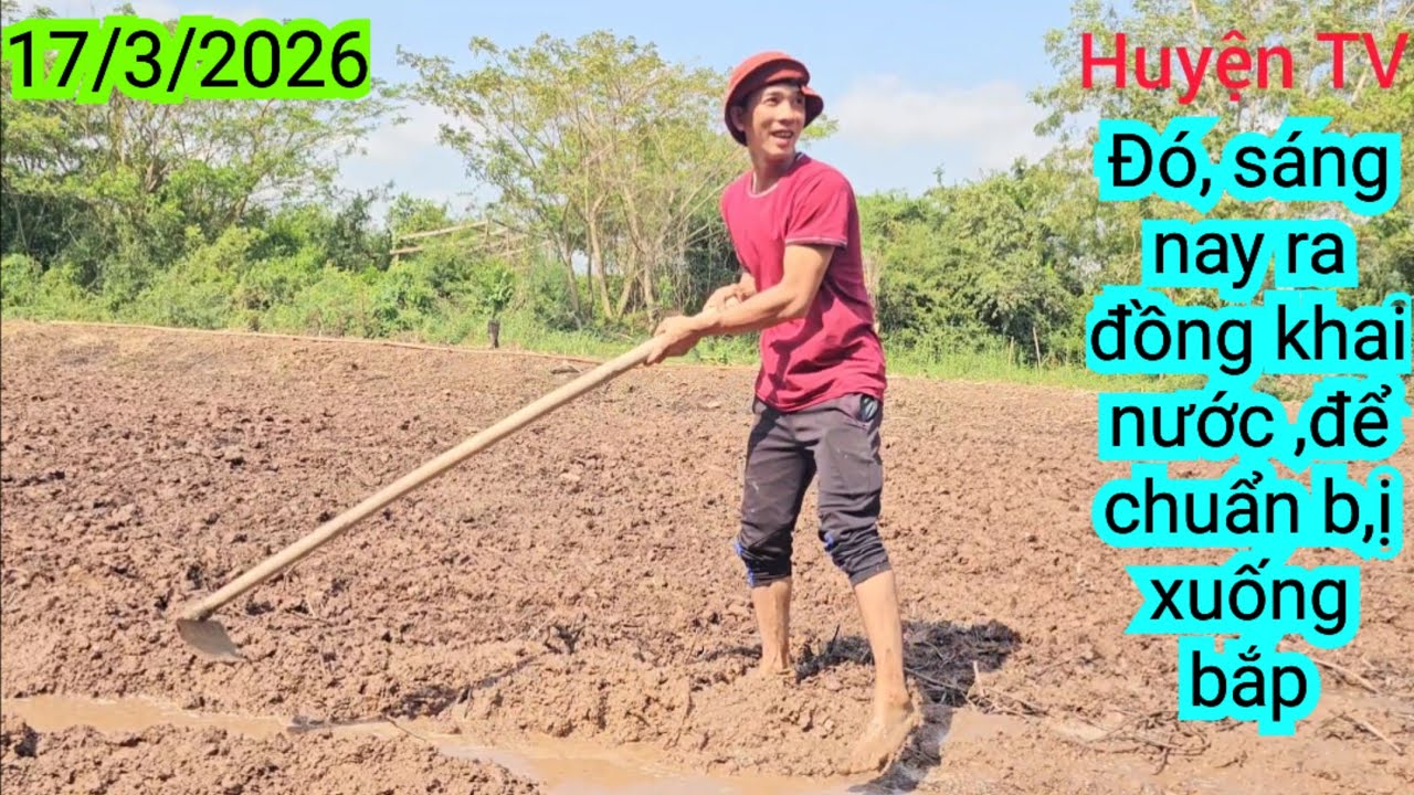 SÁNG NAY ,ĐÓ RA ĐỒNG ,KHAI NƯỚC ,CHUẨN B,Ị TỈA BẮP 