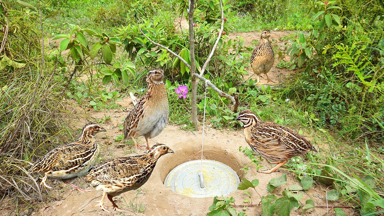 Simple Underground Hole Quail Bird Trap Using Deep Hole & Pot