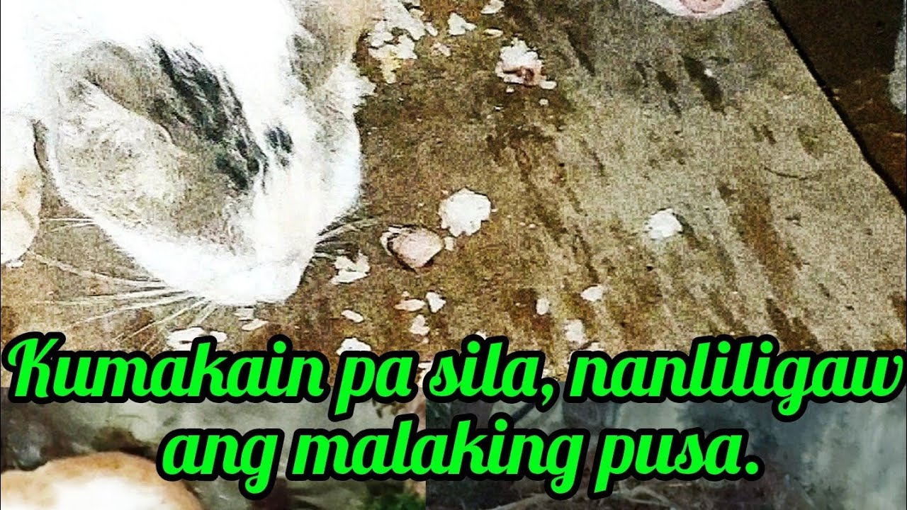 Kumakain pa sila, nanliligaw ang malaking pusa. @Pinoykatvofficial 
