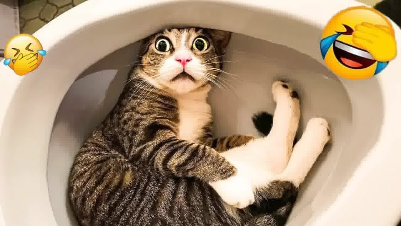 You Laugh You Lose 😍 Funniest Dogs and Cats 2024 😂