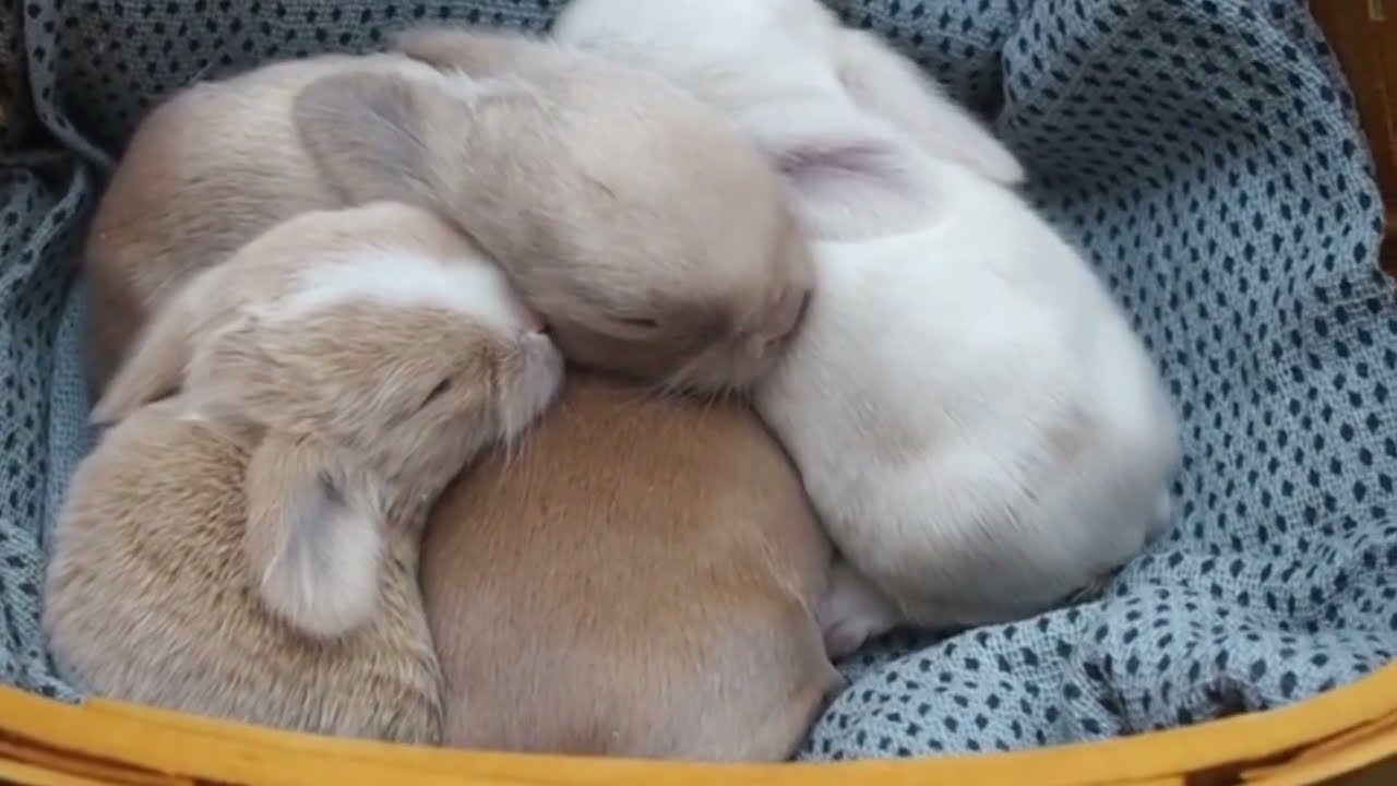 Lots of Cute Baby Rabbits