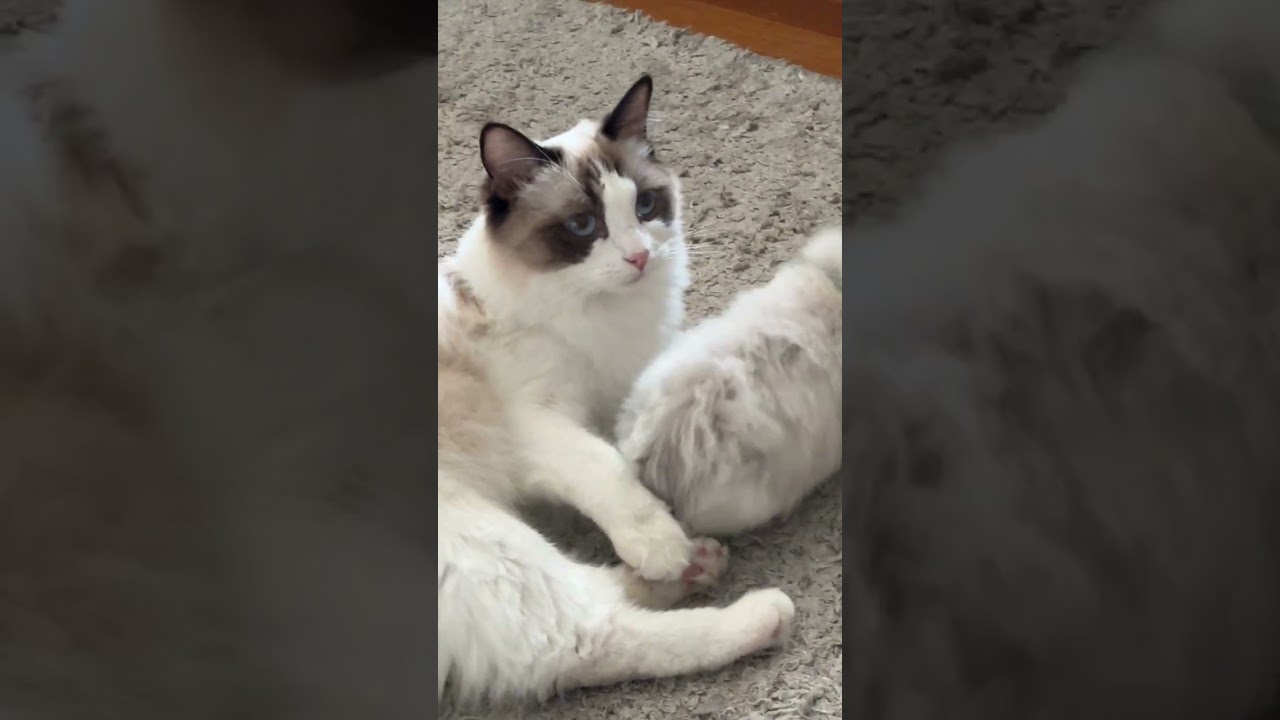 Kittens playing