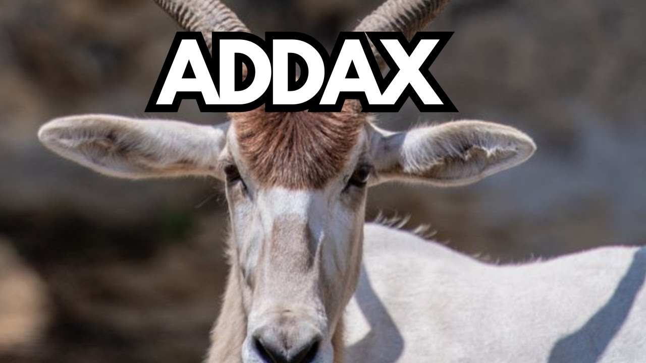 The Addax: The Desert White Antelope on the Brink of Extinction!