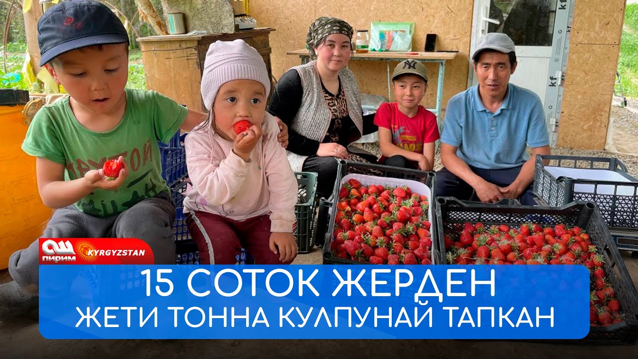 1 айда 7 тонна КУЛПУНАЙ сатып МИЛЛИОН тапкан ЖАШ үй-бүлө