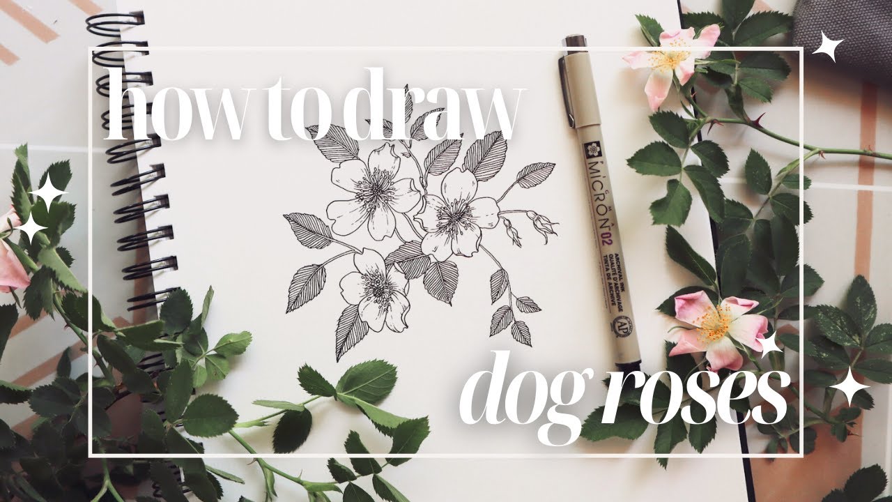 How to Draw a Dog Rose ❃ Step by Step Drawing Tutorial