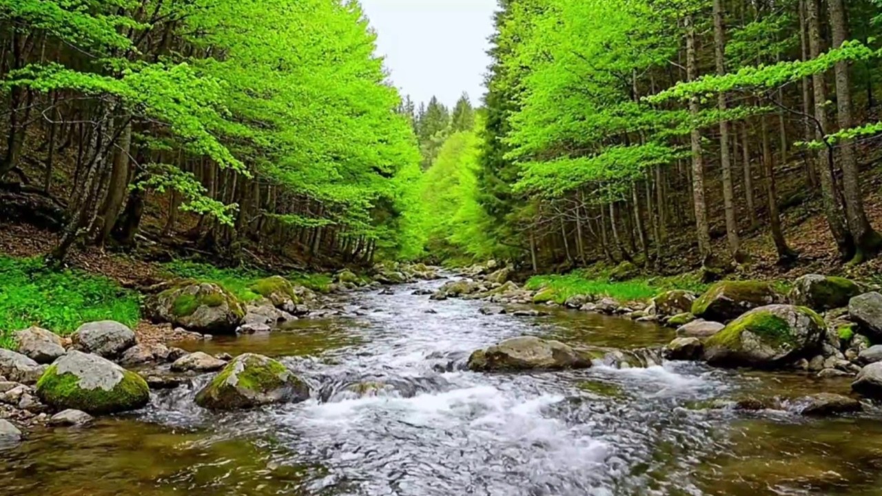CALMING RIVER AMBIENCE ASMR | NATURAL WATER SOUNDS FOR BETTER SLEEP AND RELAXATION