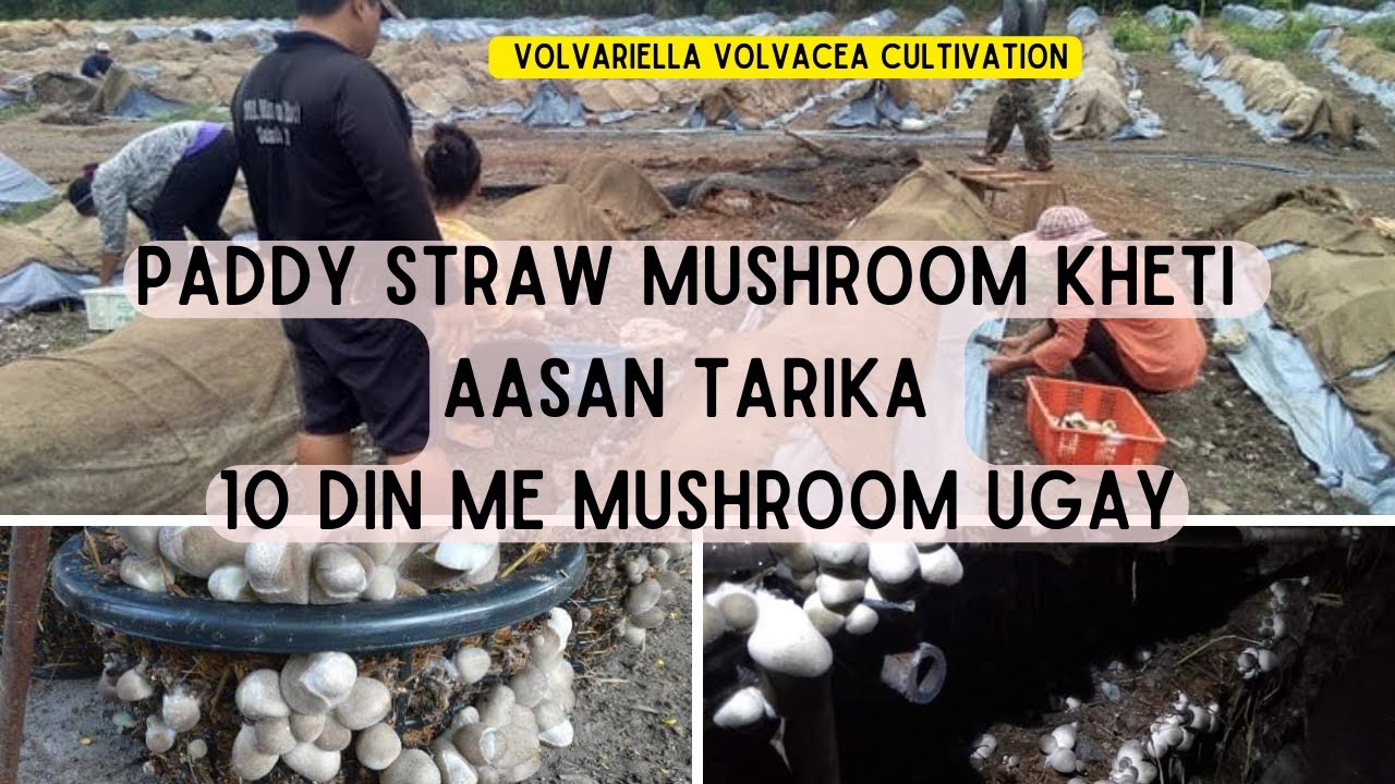 Paddy straw mushroom Ki kheti kese kare || volvariella volvacea Cultivation complete guide