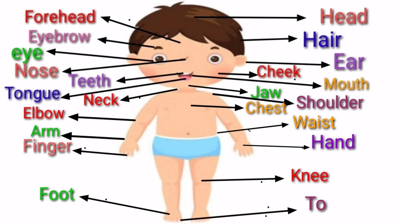 Human body parts name with pictures ll Head Mane mata ll Body parts name ll शरीर के अंगों के नाम