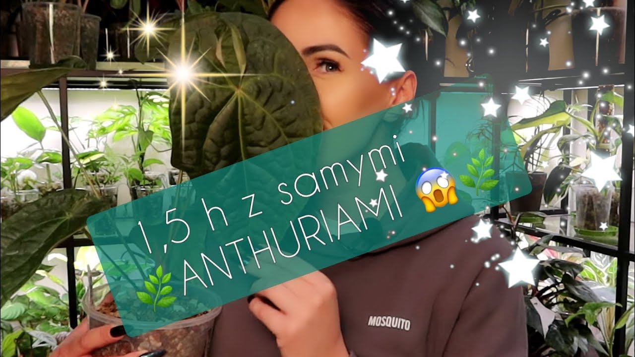 ANTHURIUM - MEEGA PRZEGLĄD!!! 🌿🌱😱💖😱🌱🌿