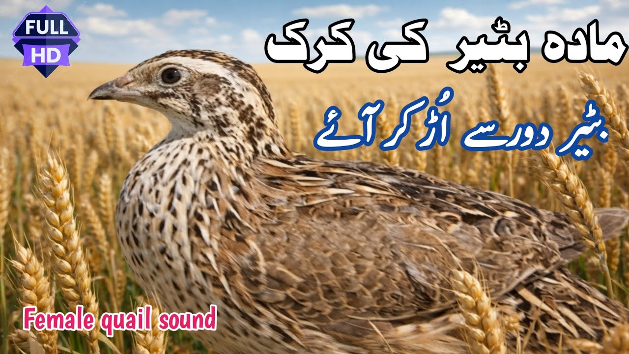 Real Female Quail Sound | Madi Batair Ki Kirk 2026 | Madi Batair Ki Awaz | Female Quail Sound