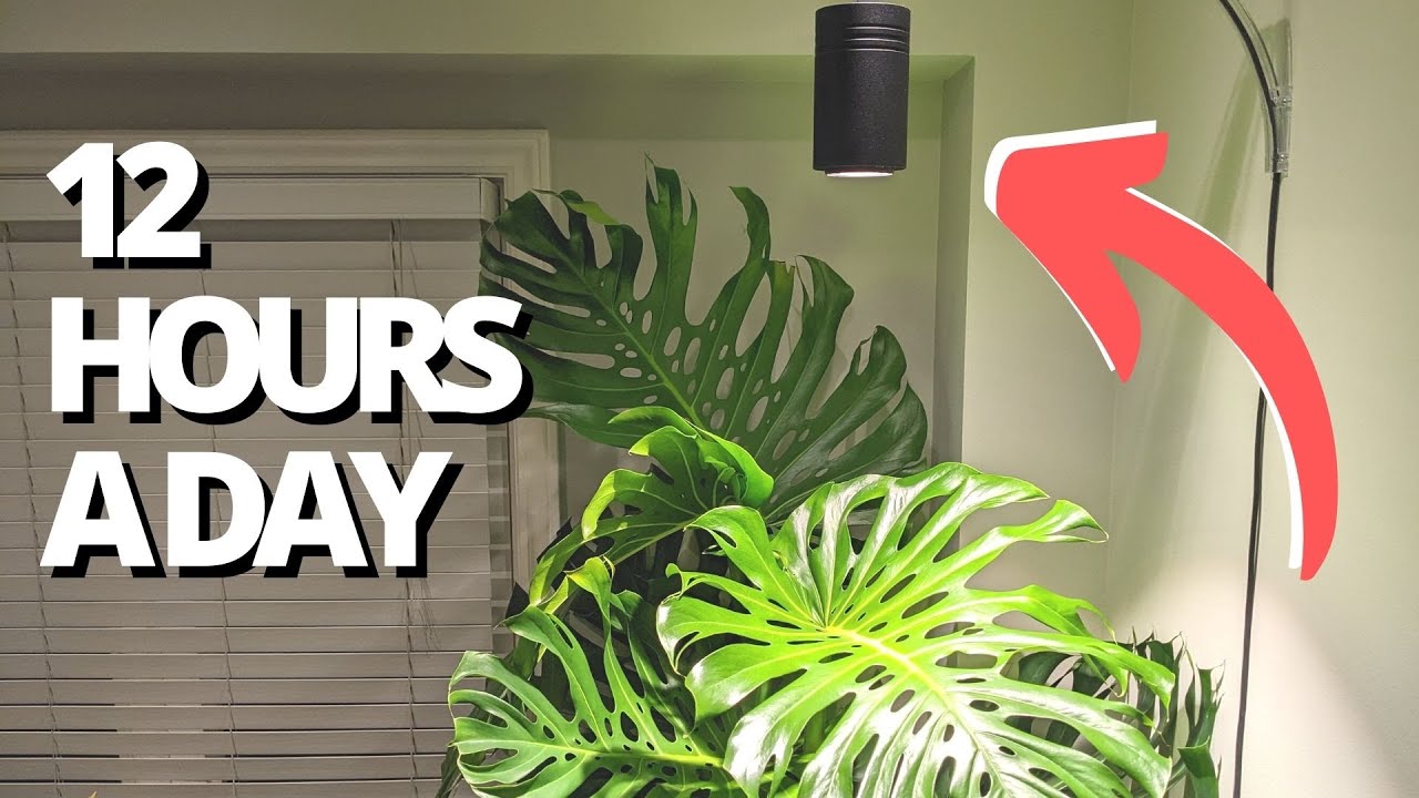 Can this one grow light help grow a HUGE Monstera?