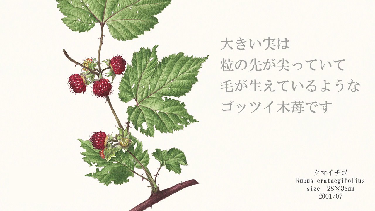 No10 野村陽子ボタニカルアート Web Museum　木苺