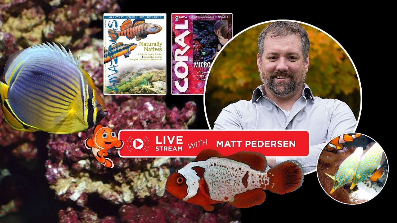 Ask the Experts: Matt Pedersen LIVE Q&A + Giveaway! PLUS: The Secrets to Breeding Clownfish