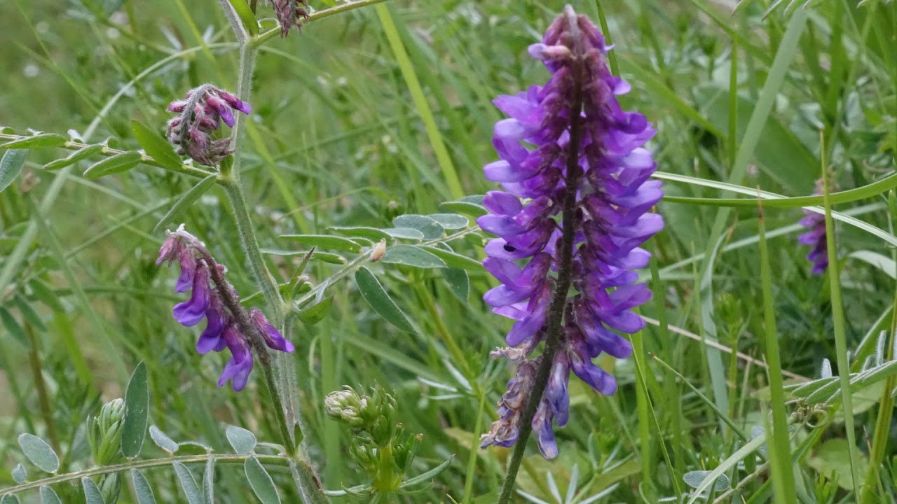 ... a Castell de l'Areny