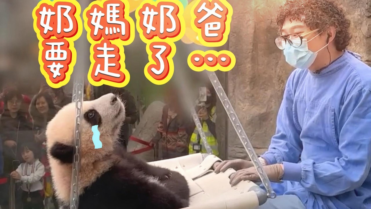 香港大熊貓奶爸奶媽要走了???😭😭😭 細佬大個仔呀! 家姐大個女啦!丨香港大熊貓,盈盈樂樂,安安可可,家姐細佬,加加得得丨香港旅遊,香港海洋公園