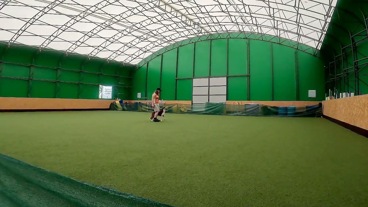 Legolas -  MD3 výborně - zkouška Dogdancing