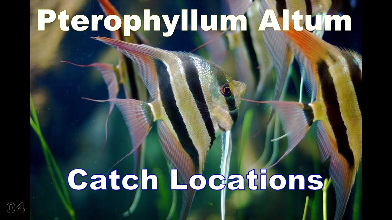 PTEROPHYLLUM ALTUM ANGELFISH CATCH LOCATIONS