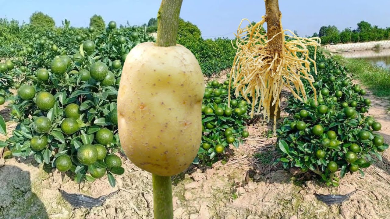 Arbolitos de limón con muchos frutos en maceta - Propagar limonero con papa enraíza rápido