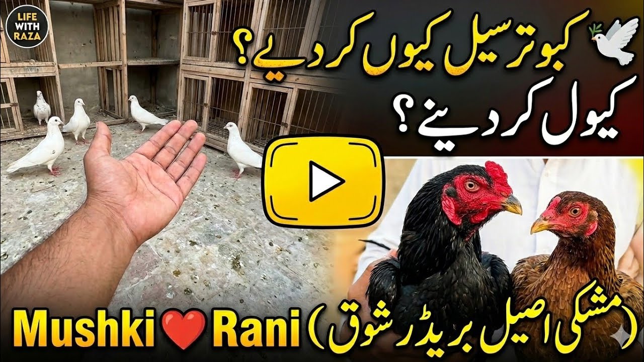 Sary Kabootar Sale Kr Diye? 🕊️😭 | Mushki aur Rani Aseel Breeder Jory Ka Shoq