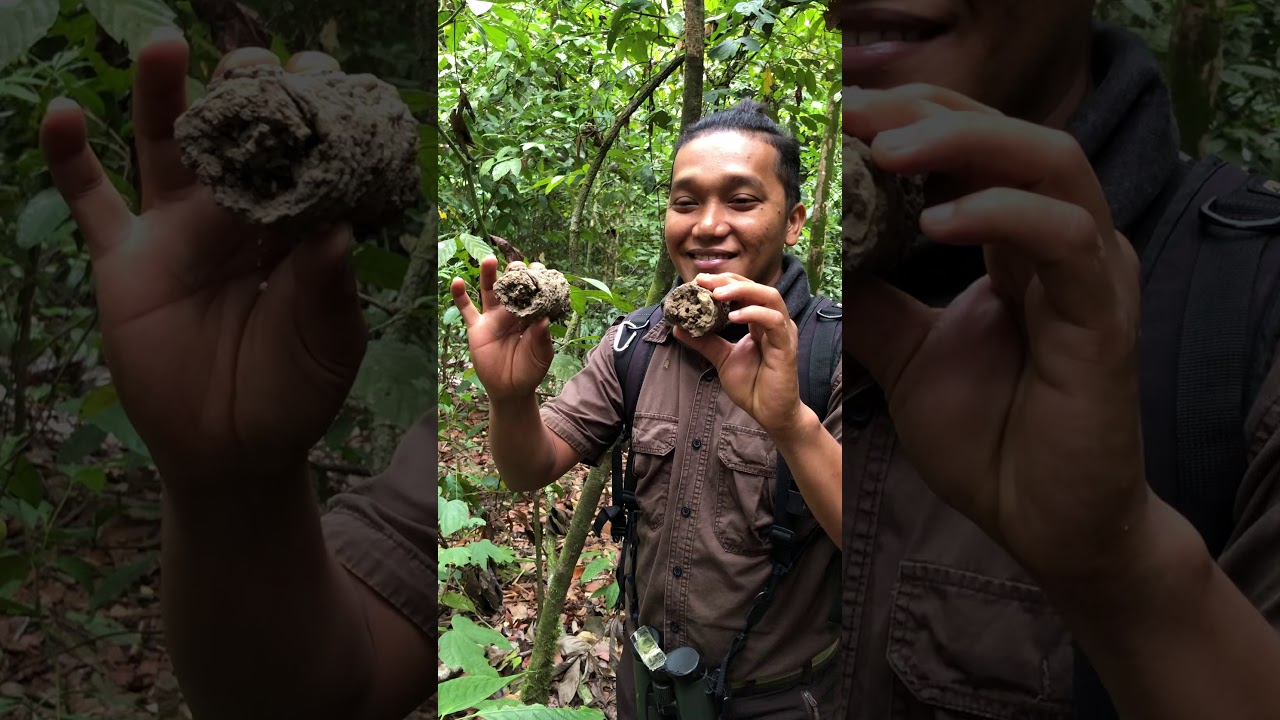 Jungle Tracking at Tabin Wildlife Resort