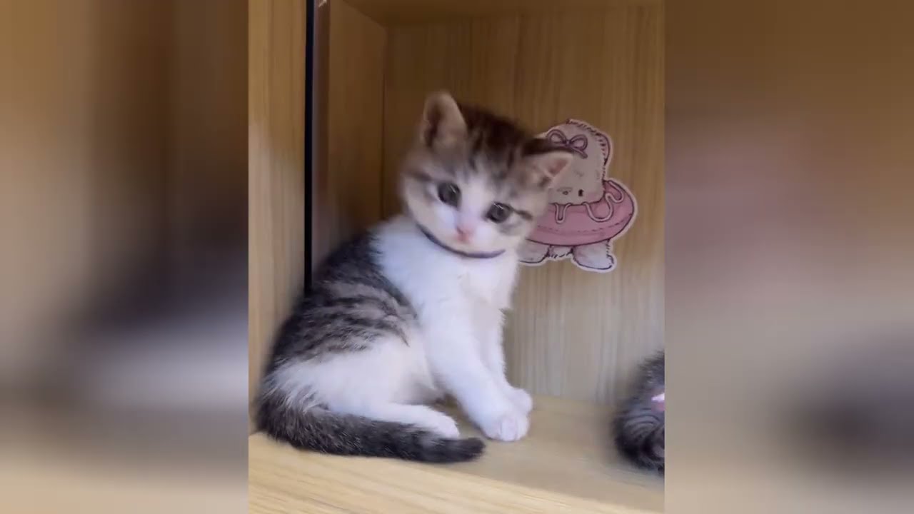 Let the sweetness of kittens guide you to a smile