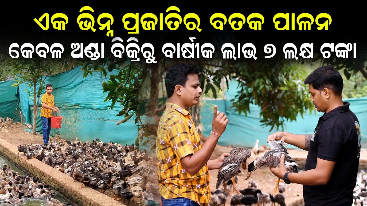 Bataka chasa odisha | duck farming in odisha bargarh | duck egg farming in odisha