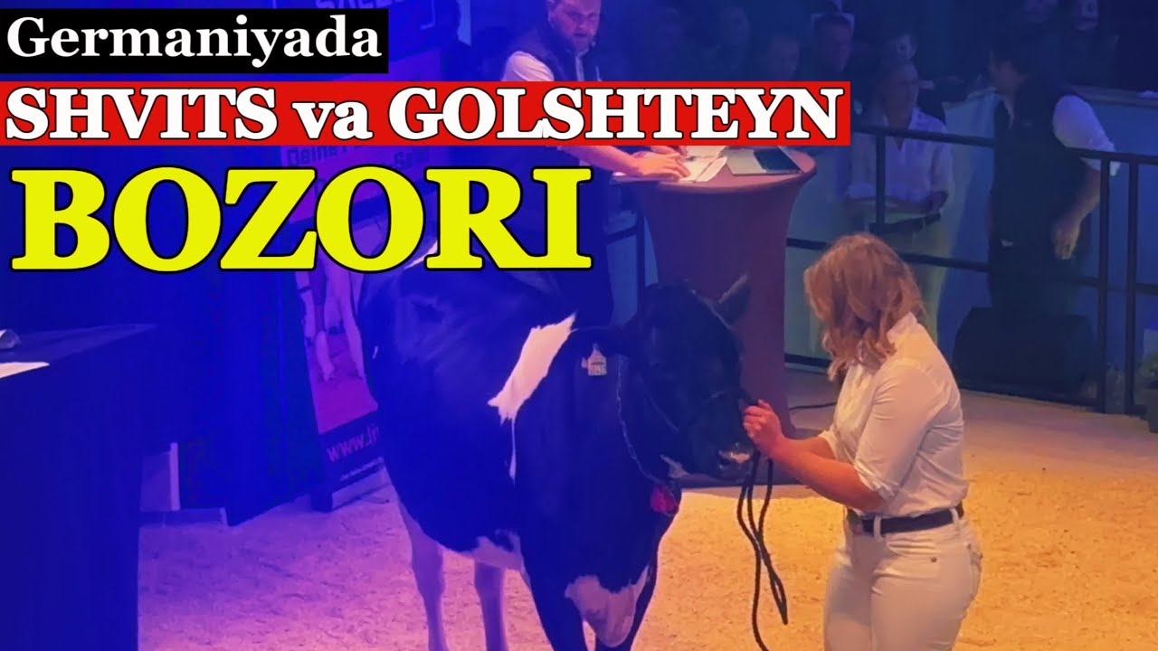 Germaniyada SHVITS (Shved) va GOLSHTEYN zoti mol bozori #chorva #simmental #bayern #uzbekistan