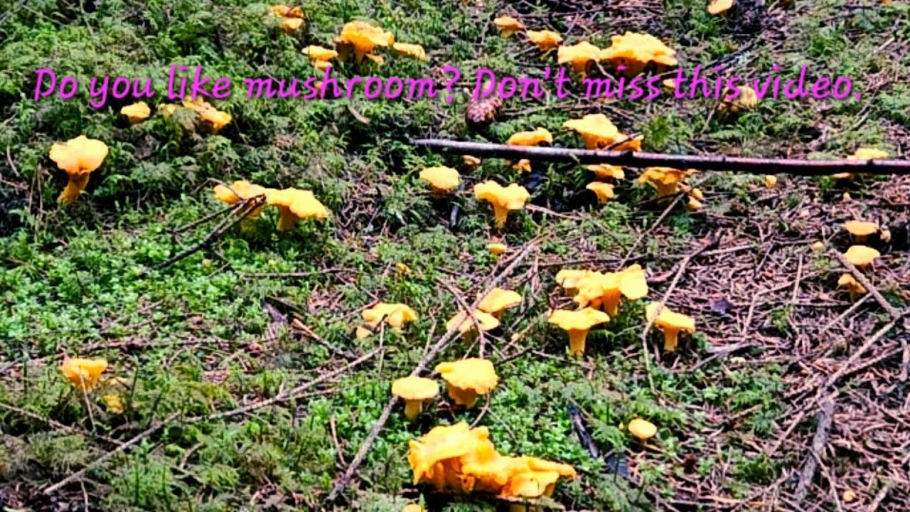 Do you like mushroom? Don`t miss this video | Picking a lot of mushroom in the forest