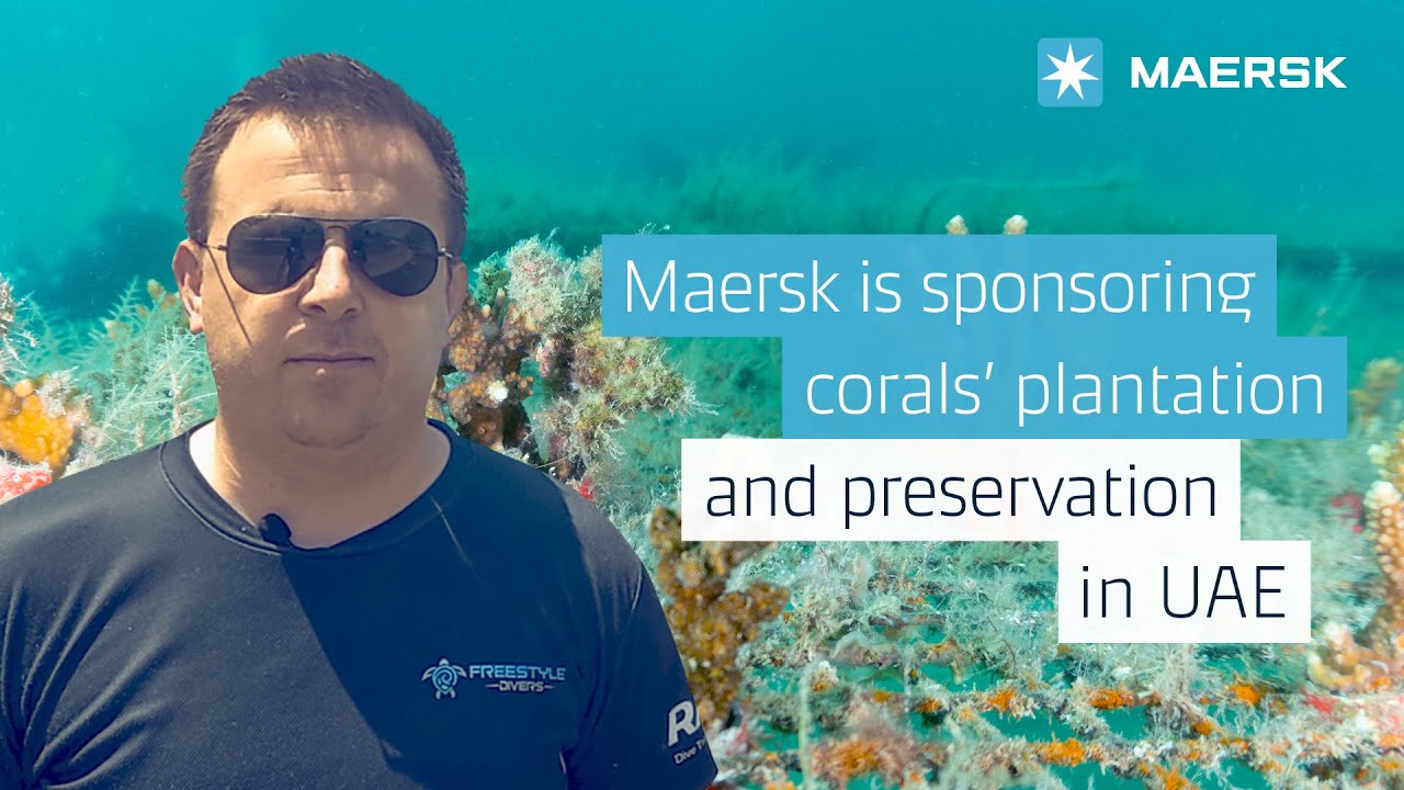 Coral plantation and preservation in the United Arab Emirates